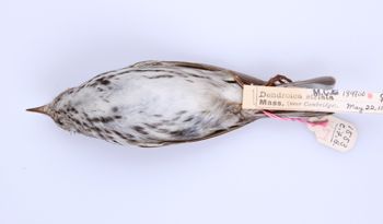 Media type: image;   Ornithology 189700 Description: Dendroica striata;  Aspect: ventral